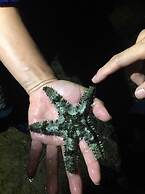 Little Ryukyu Hermit Crab Homestay