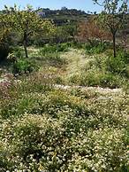 The Stone House Naxos