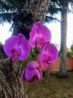 Pousada L'Grace Ferradura