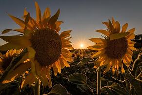 B&B Le Strade del Gavi