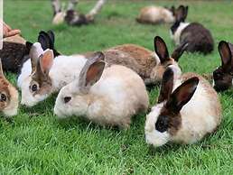 Luxury Camp@Green Jungle Park