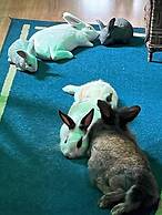 Pousada Cascata dos Amores