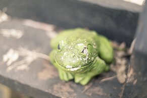 Shakespearean Inspired Holiday Resort