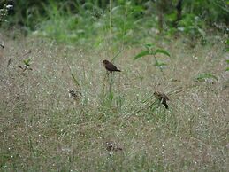 Le Pristine Wellness and Healing Hotel