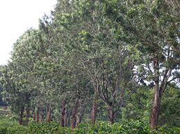 Le Pristine Wellness and Healing Hotel