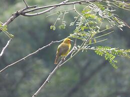 Le Pristine Wellness and Healing Hotel