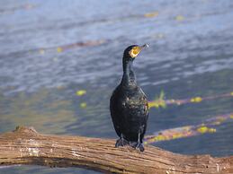 Sapana Village Lodge