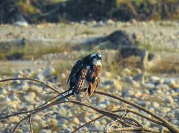 Sapana Village Lodge