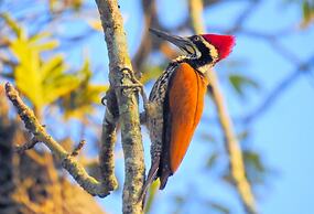 Sapana Village Lodge