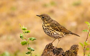 Monte do Alento - Castro da Cola
