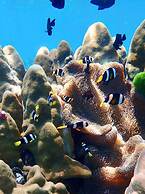 Blue Lagoon Home Trang