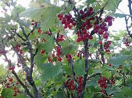 Dalssel Farm Guesthouse