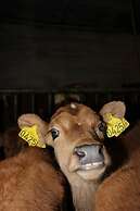 Dalssel Farm Guesthouse