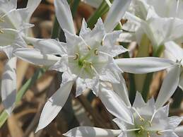 Asfodelos Apartment Hotel