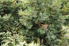 Tanda Tula Safari Camp