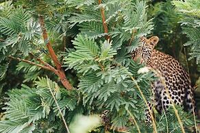 Tanda Tula Safari Camp