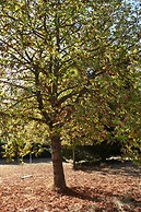 Chambres d'hotes A l'Ombre du Saule