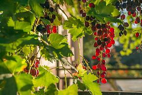 Jacobs Estate Cottage