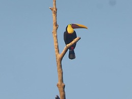 Garden of Heliconias Lodge