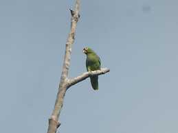 Garden of Heliconias Lodge