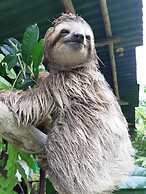 Garden of Heliconias Lodge