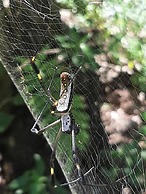 Garden of Heliconias Lodge