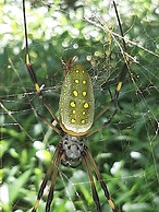 Garden of Heliconias Lodge