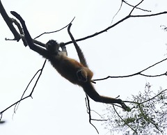 Garden of Heliconias Lodge