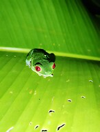 Garden of Heliconias Lodge
