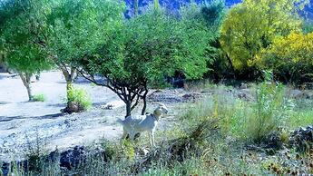 La Quinta de María -Tilcara