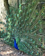 Château de Saint-Girons B&B