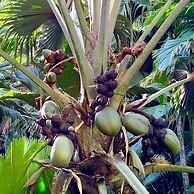 Creole Breeze Self Catering Apartments