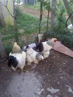 Agriturismo Le Giare - Country House