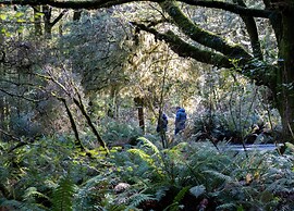 Wonderland Makarora Lodge