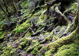 Wonderland Makarora Lodge