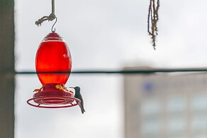 Casa Itzae B&B Polanquito Dog Friendly