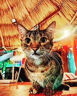 Playa del Ritmo Beach Hostel & Bar