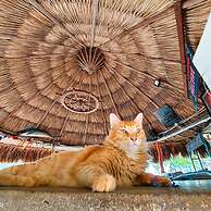 Playa del Ritmo Beach Hostel & Bar