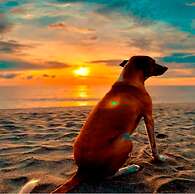 Playa del Ritmo Beach Hostel & Bar