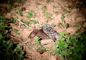 Cat Tien Farmer Lodge