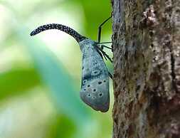 Cat Tien Farmer Lodge