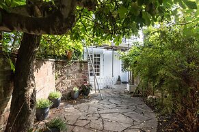 Birch at Ship St Gardens