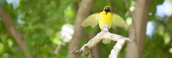 Little Forest Guest House