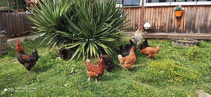 Yıldız Country Hotel