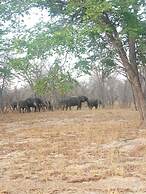 The elephant sounds lodge