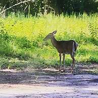 Comfy Camping At The Forge