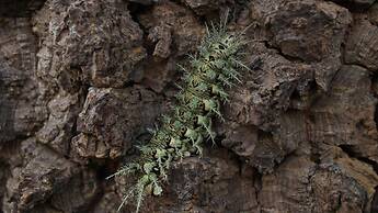 Hotel Fazenda Itaytyba