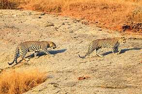 Thour Nature Resorts