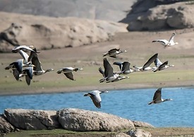 Thour Nature Resorts