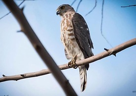 Thour Nature Resorts